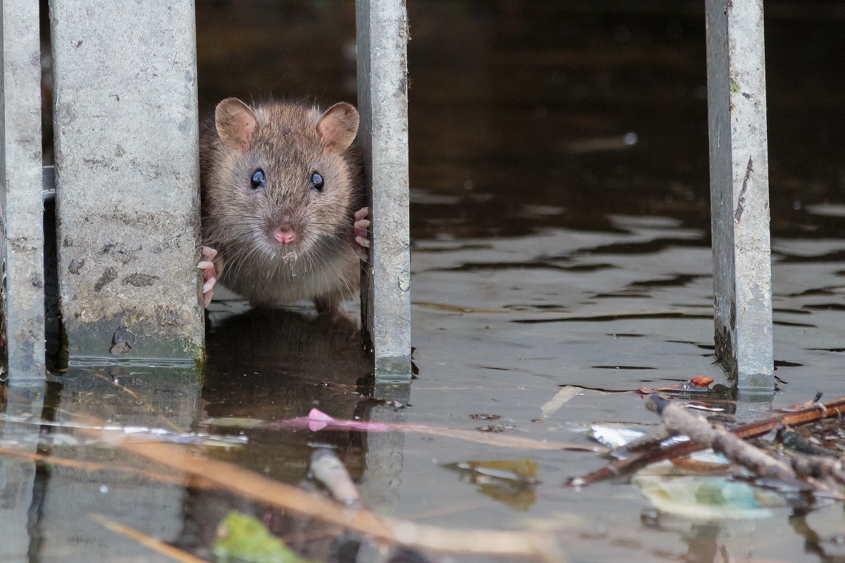 Kejadian leptospirosis setelah banjir